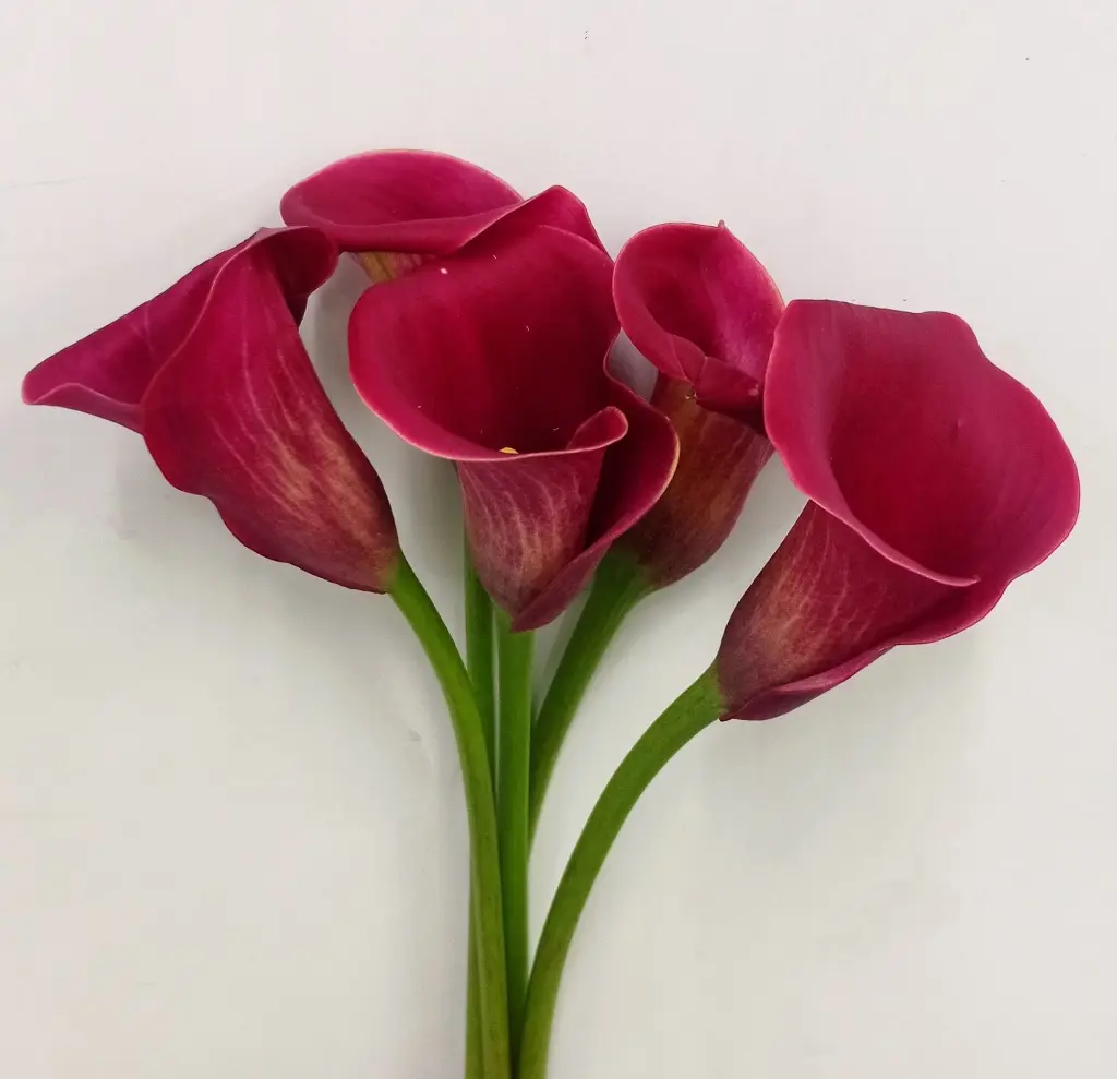 Calla Red Charm 