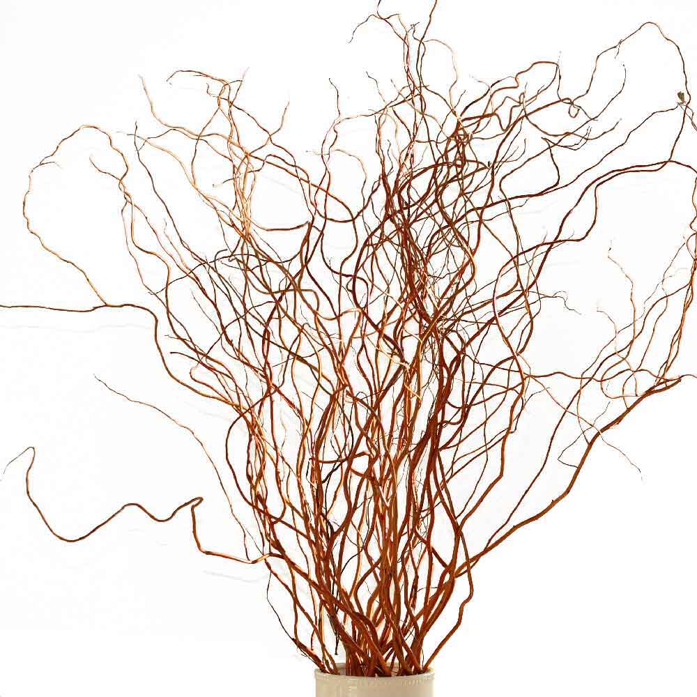 Salix Golden Curls 130Cm