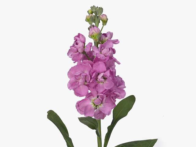 Mathiola Stock Pink 70cm EC