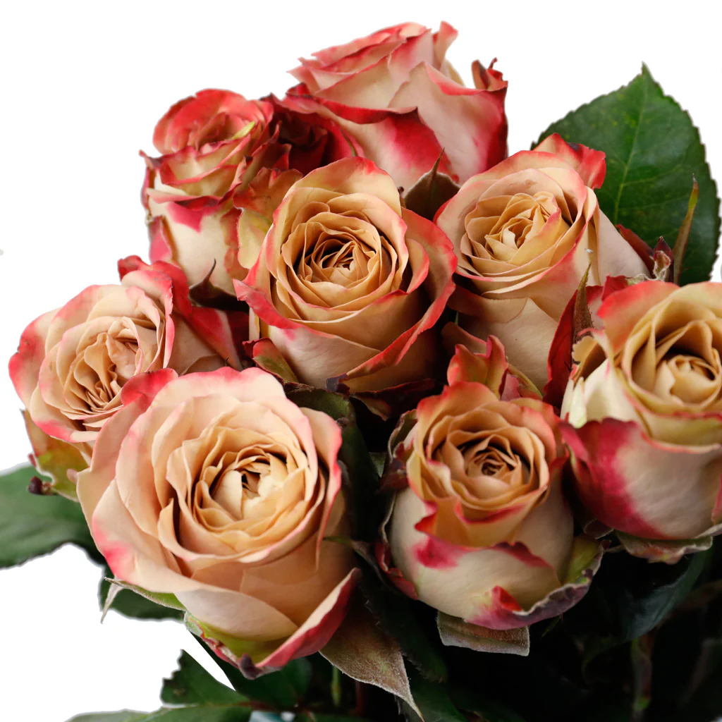 Rose Cappuccino 50cm 