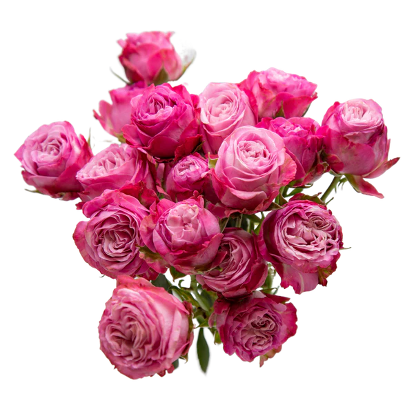 Spray Rose Lady Bombastic 50cm