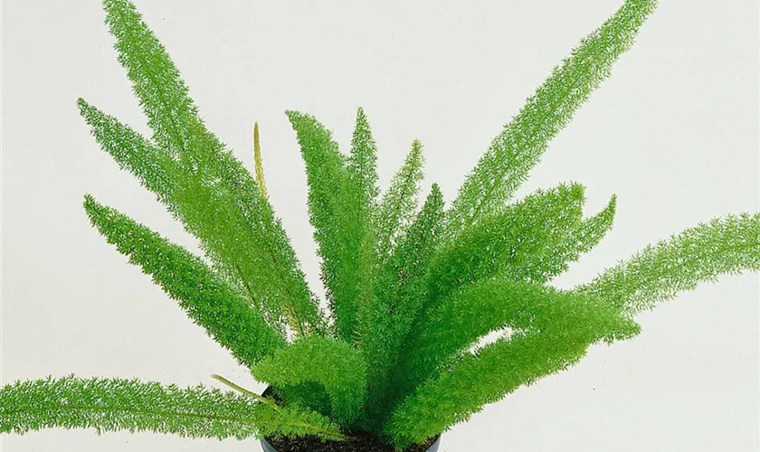 Asparagus Dens Meyers 40Cm