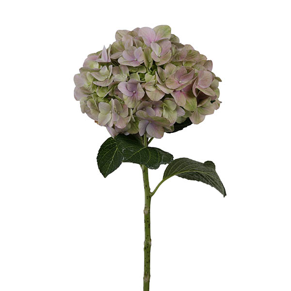 Hydrangea Magical Tender Love Pink 50cm