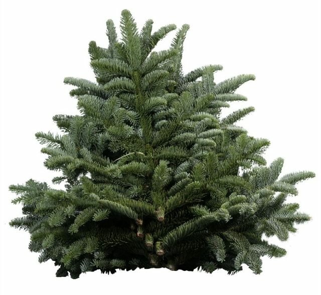 Abies Nobilis Blue Per Pack 