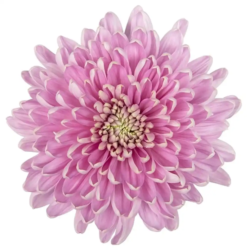 Chrysanthemum Rossano