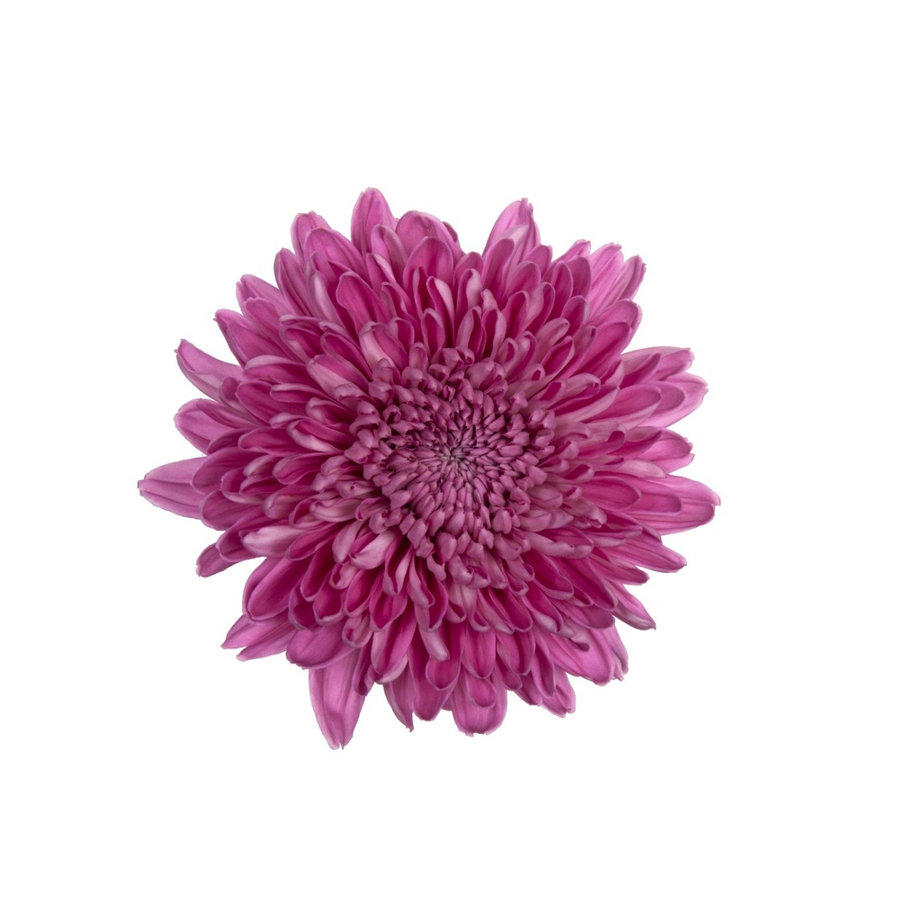 Chrysanthemum Hornbill 60cm 