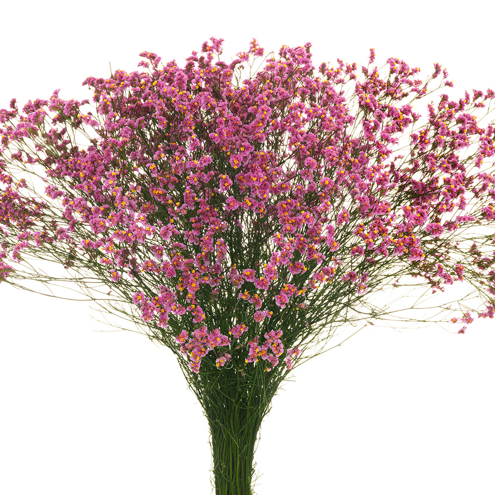 Limonium Tiffany Diamond 60cm