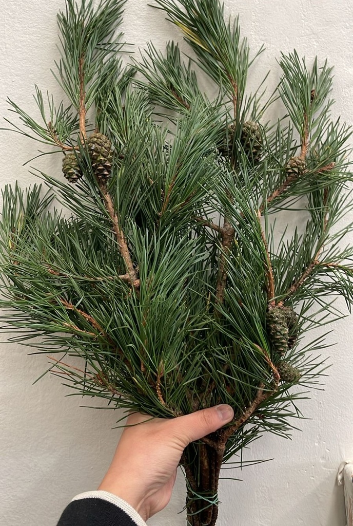 Eucalyptus 50CM HD
