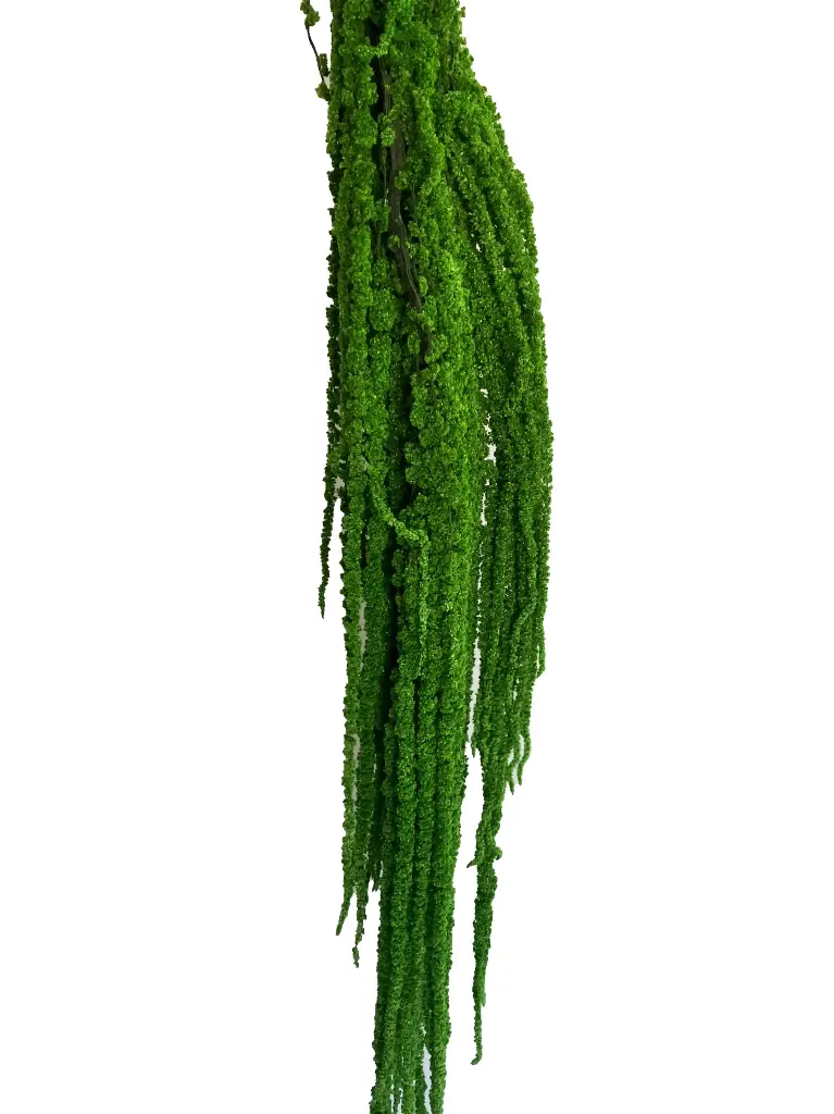 Dried Amaranthus Hang Green