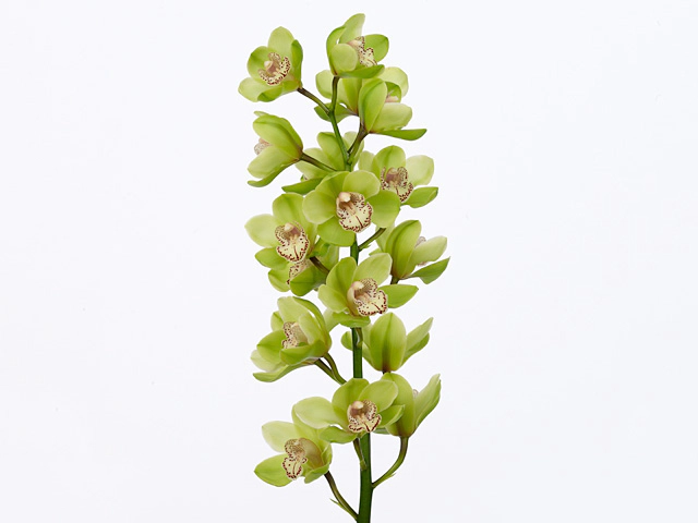 Cymbidium Robin Hood