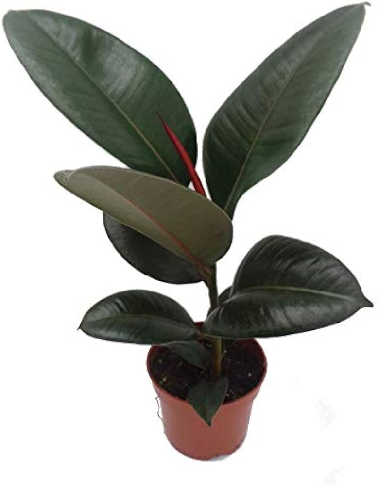 Robosta 12cm Plant