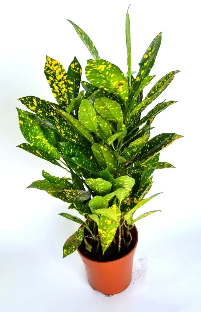 Croton 12cm Plant