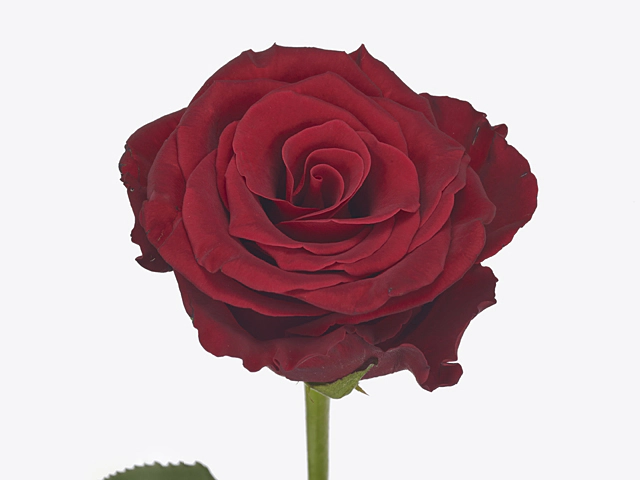 Rose Royal Class 60cm 