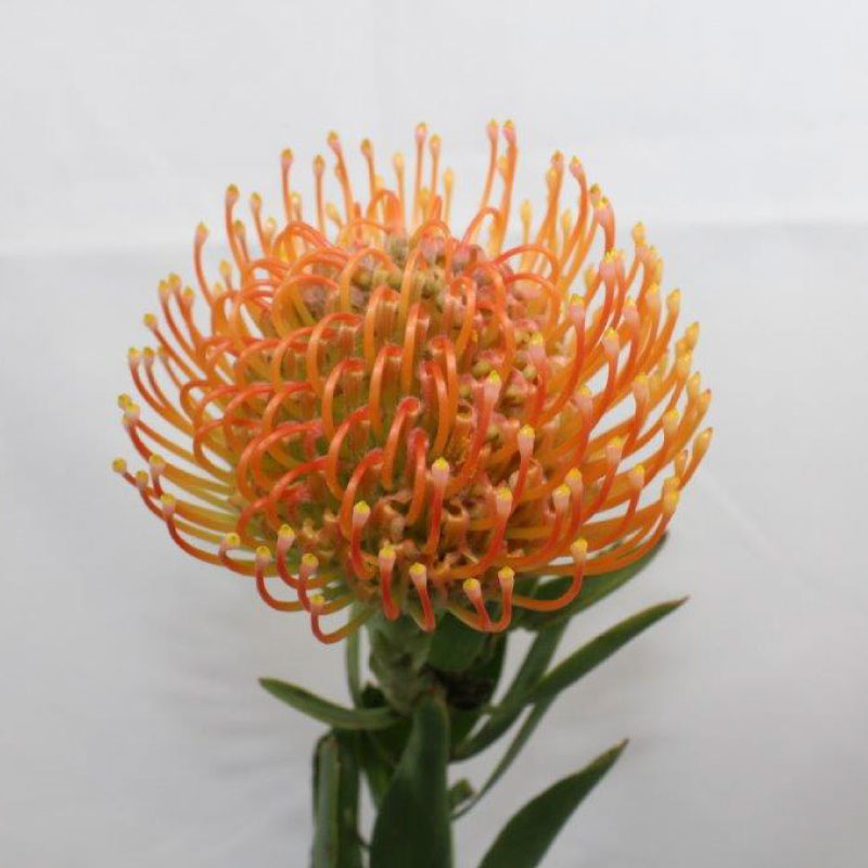 Protea Nutan Ayoba Peach 