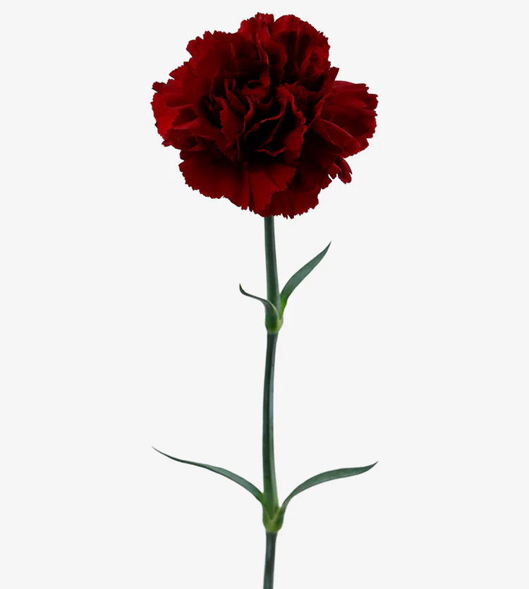 Dianthus Standard Zurigo