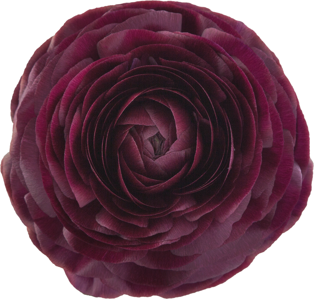 Ranunculus Elegance Viola EC