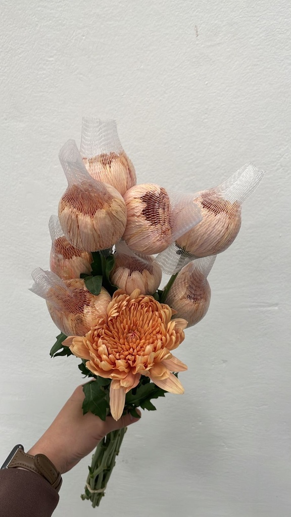 Chrysanthemum Bronce EC