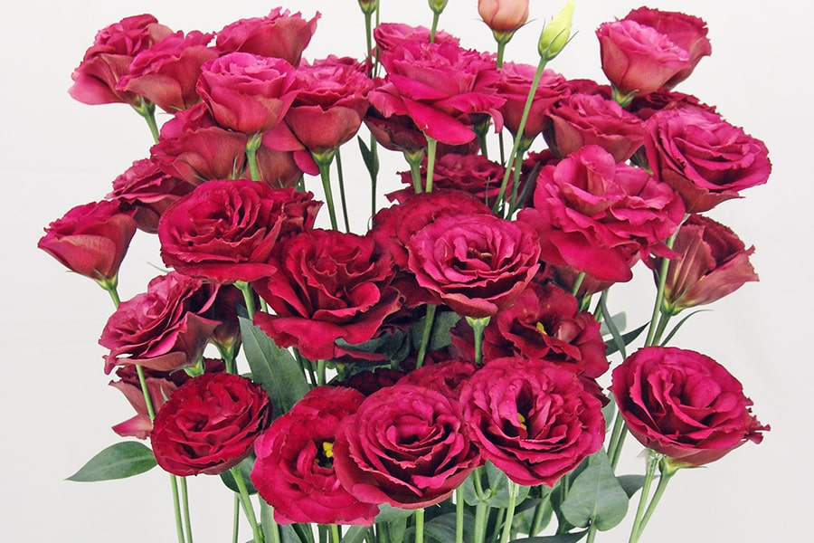 Eustoma Red 70cm
