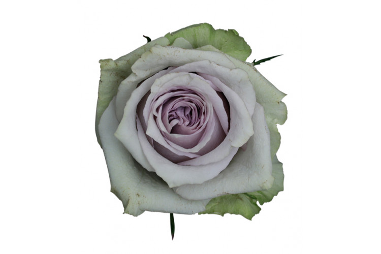 Rose Orleans Night 50cm