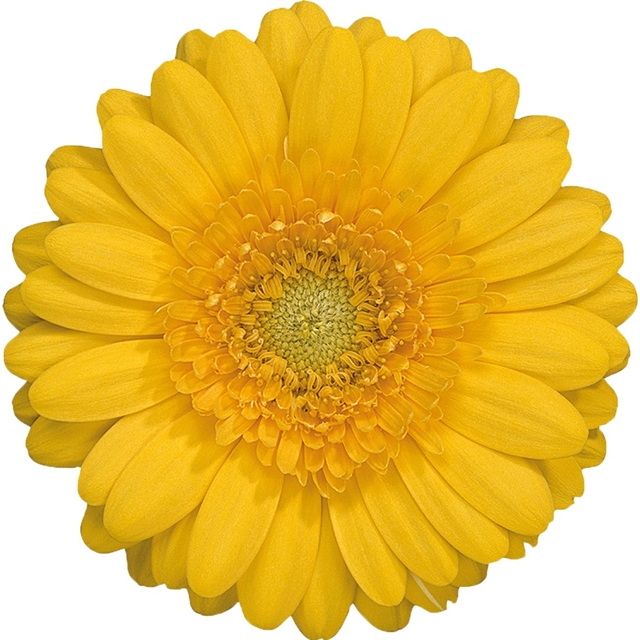 Germini Banana 