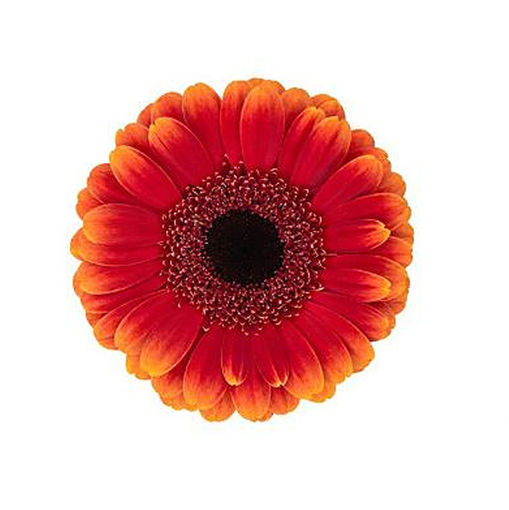 Germini Allround