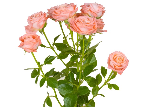 Spray Rose Amazing Magic 50cm