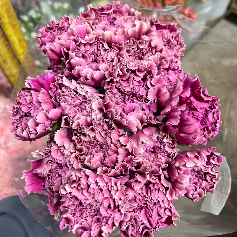 Carnation Merlette Purple 