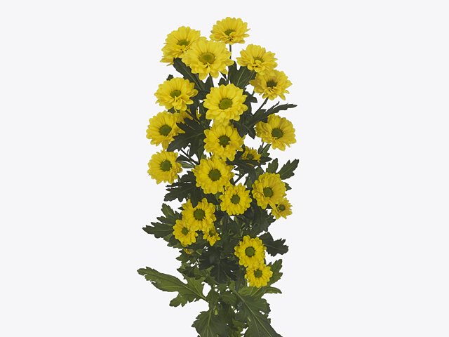 Chrysanthemum Skippy 55Cm