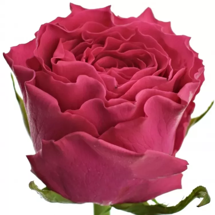 Rose Hotspot 50cm