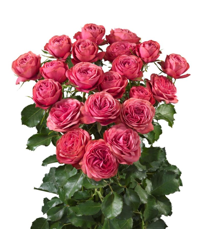 Spray Rose Grand Trendsetter 50cm