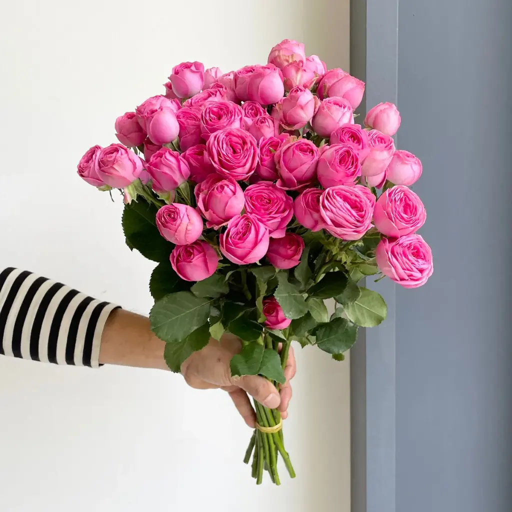 Spray Rose Gissele 50cm
