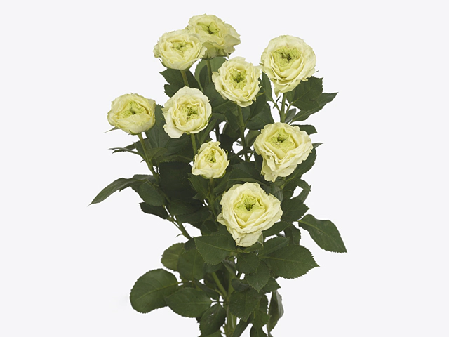 Spray Rose Emerald Queen 50cm