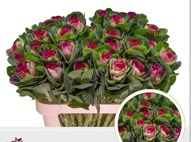 Brassica Naturel Hart Erica