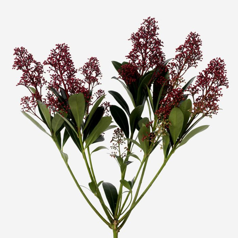 Skimmia Rubella p.bunch
