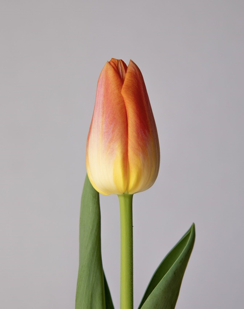 Tulipa Sunrise Dynasty (Orange)