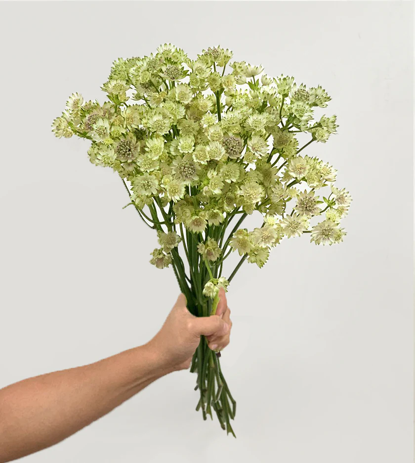 Astrantia Billion Star Xl 60Cm