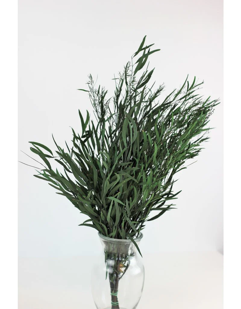 Cutgreens Eucalyptus Nicoli Bunch 50Cm 150Gram