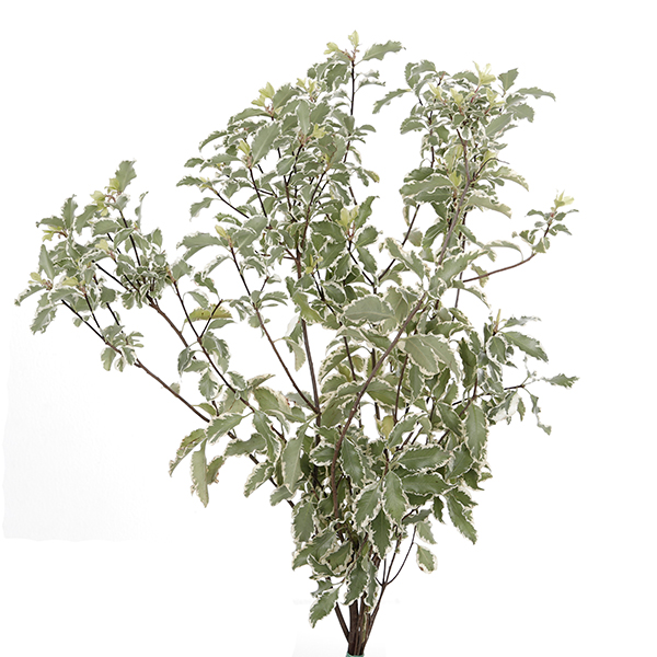 Cutgreens Pittosporum Nigra 50Cm 150gram