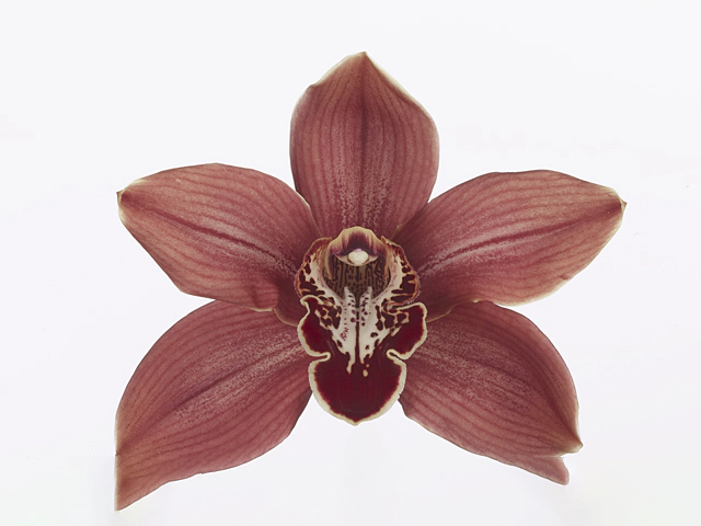 Cymbidium Fury Hades 12/15