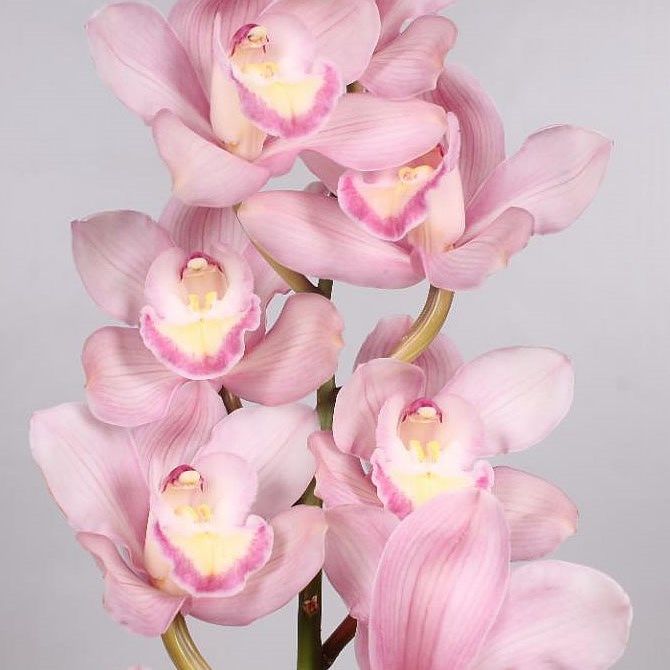 Cymbidium Aquarella 8/11