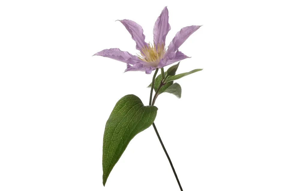 Clematis Amazing London 60Cm