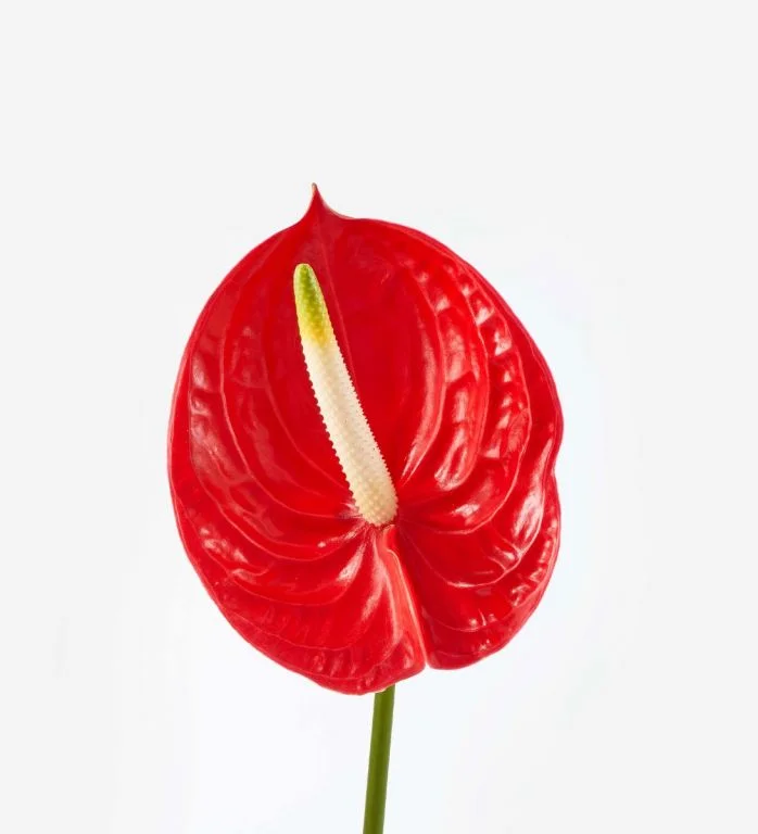 Anthurium Tropical XSmall 
