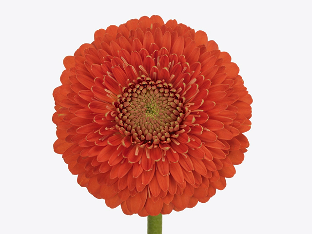 Gebera Mini Pomponi Bolero Winwin 