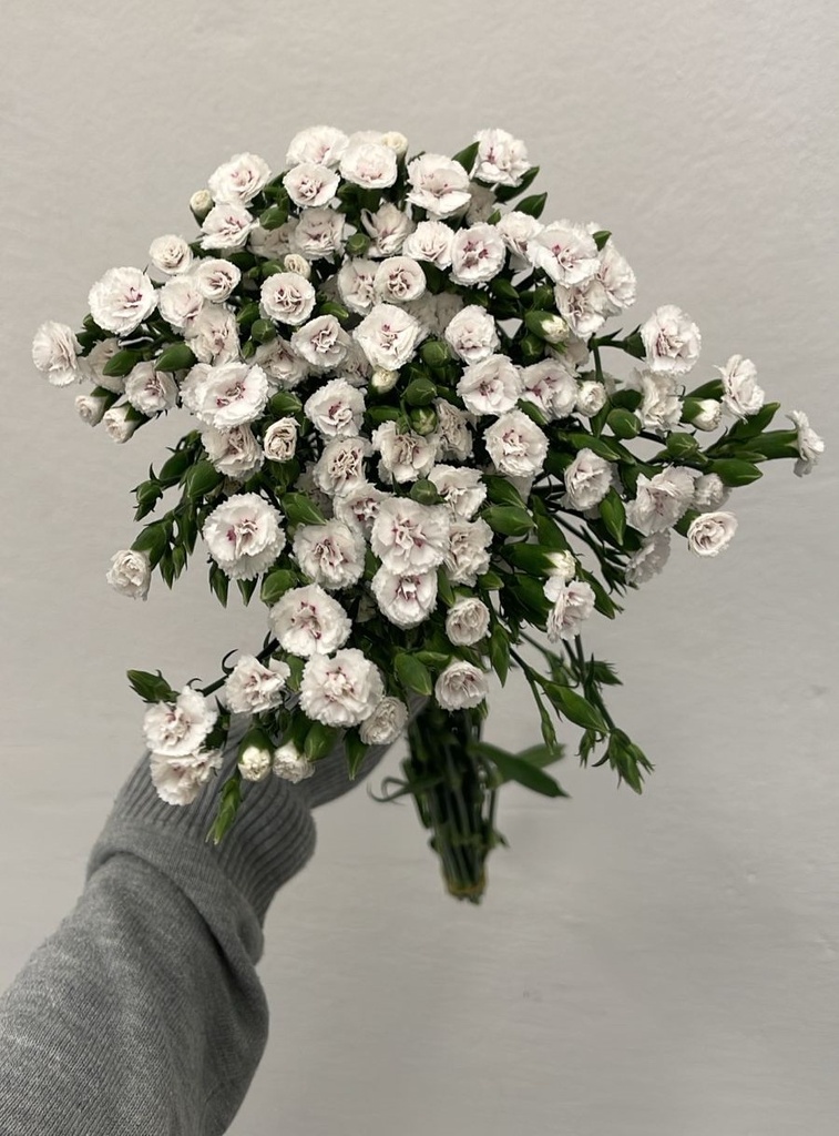 Carnation Spray Petitte