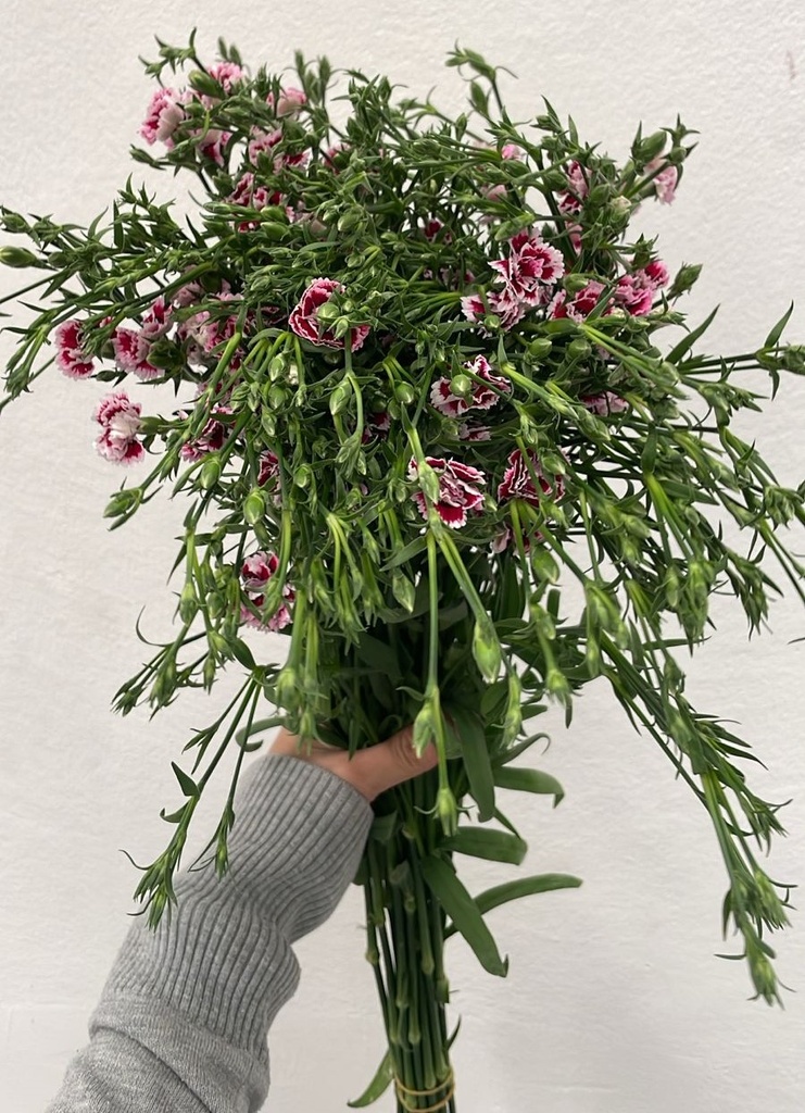 Carnation Spray Loise