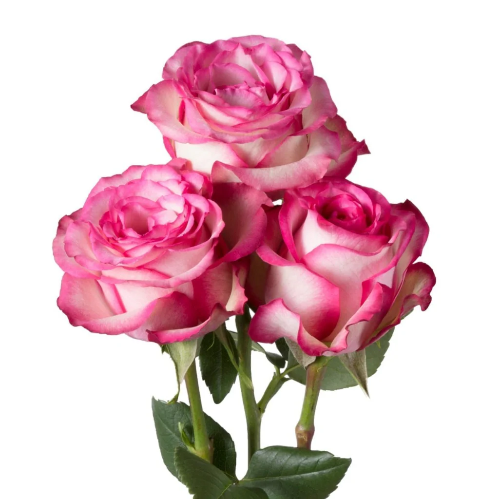 Rose Carrousel 40cm EC