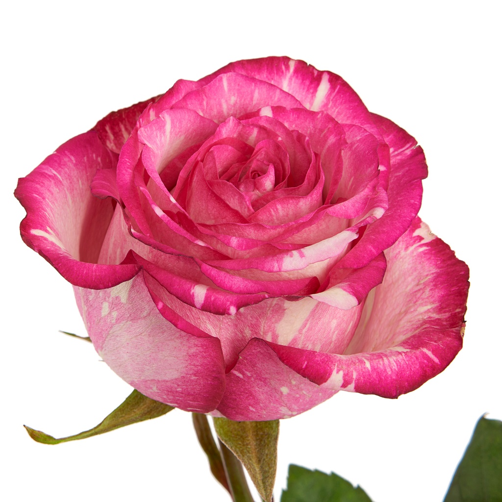 Rose Clown 40cm EC
