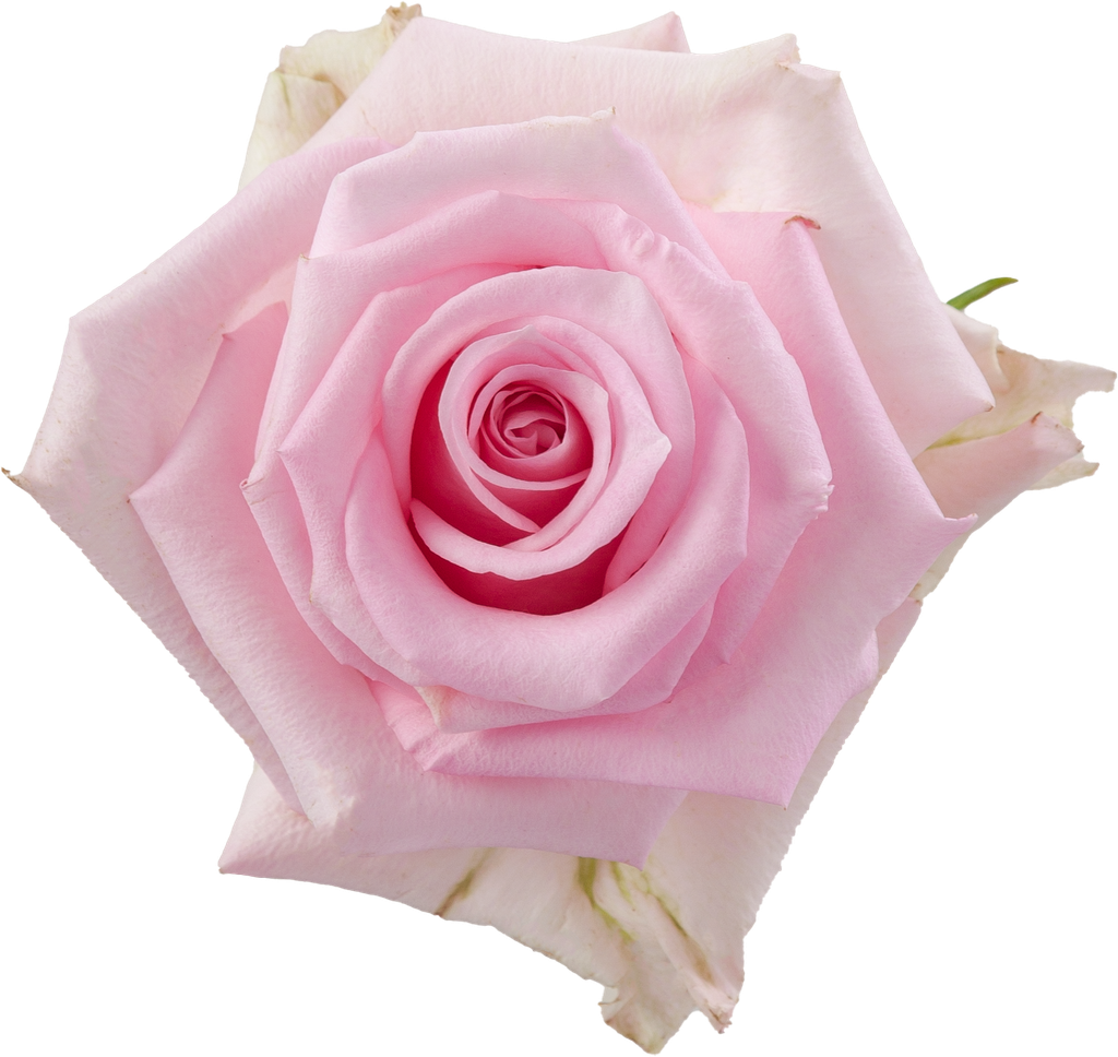 Rose Jessika 50cm