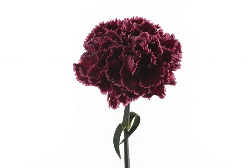 Carnation Nobbio Burgundy