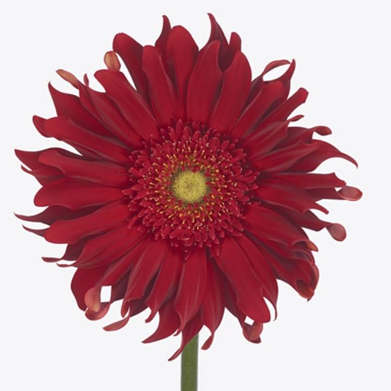 Gerbera Pasta Brenn